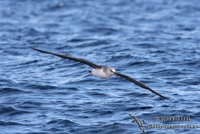 Black-browed Albatross 6229.jpg