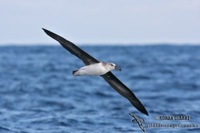 Black-browed Albatross 6230.jpg