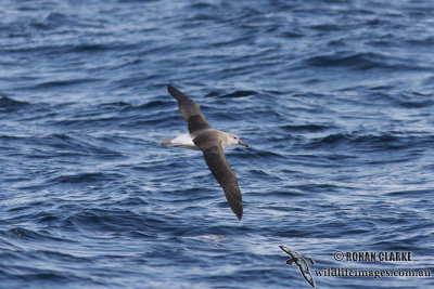 Black-browed Albatross 6232.jpg