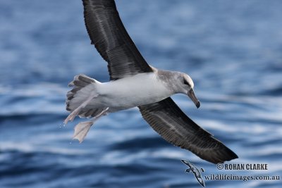 Black-browed Albatross 6235.jpg