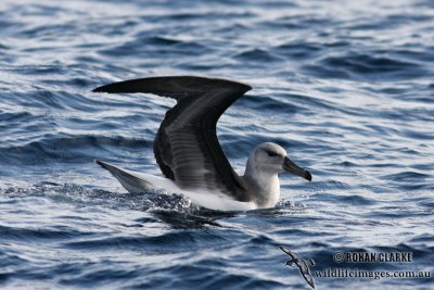 Black-browed Albatross 6237.jpg