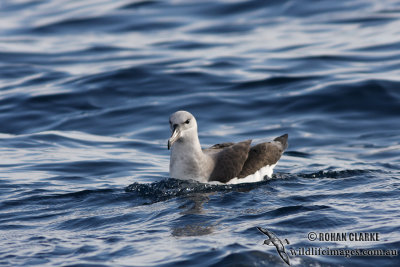 Black-browed Albatross 6241.jpg