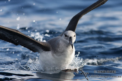Black-browed Albatross 6245.jpg