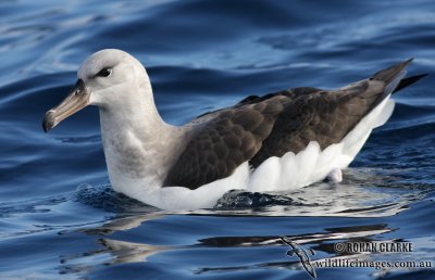 Black-browed Albatross 6247.jpg