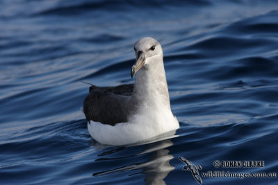 Black-browed Albatross 6255.jpg