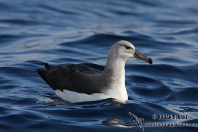 Black-browed Albatross 6259.jpg