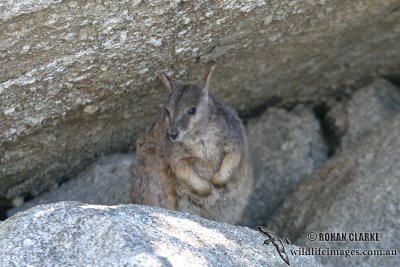 Mareeba Rock-Wallaby 7928.jpg