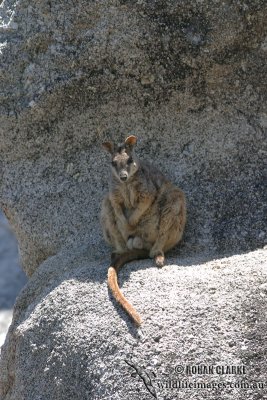 Mareeba Rock-Wallaby 7933.jpg