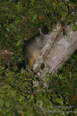 Lumholtz's Tree-Kangaroo 8518.jpg