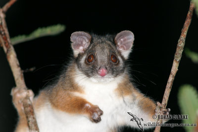 Common Ringtail Possum 6144
