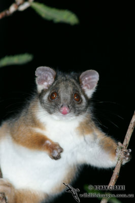 Common Ringtail Possum 6147.jpg