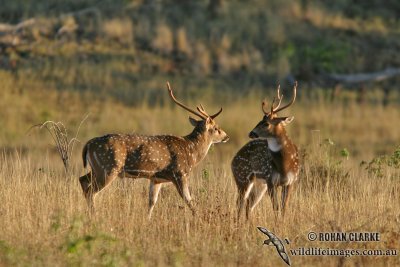 Chital