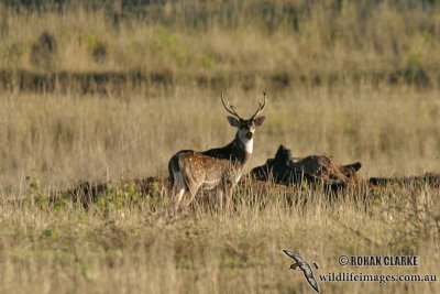 Chital 5179.jpg