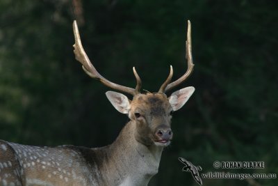 Fallow Deer