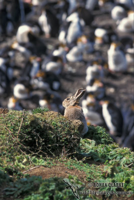 European Rabbit s0696.jpg