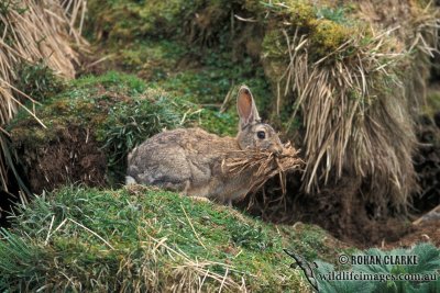 European Rabbit s0699.jpg