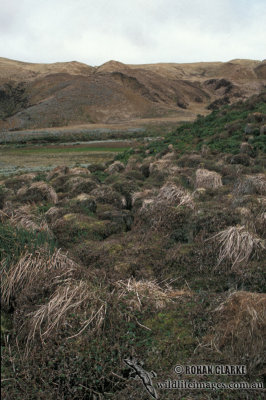 European Rabbit s0700.jpg