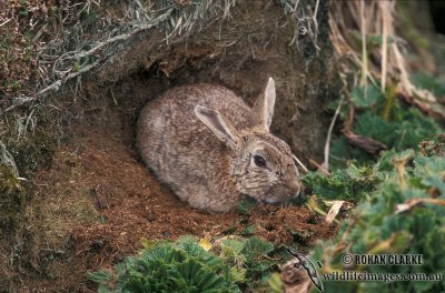 European Rabbit s0701.jpg