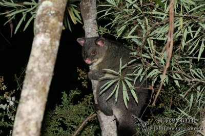 Mountain Brushtail Possum 2000.jpg