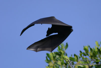 Black Flying-fox 0151.jpg