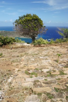 tree-Fort Shirley-Antigua