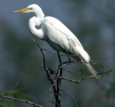 egret-Pine Lake