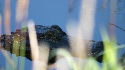 alligator-New Orleans