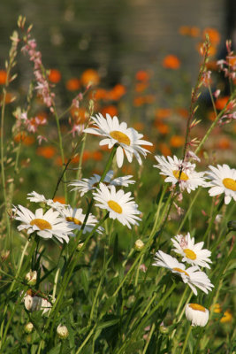 daisies 2-Natchitoches
