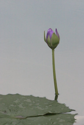 water lilly-New Orleans