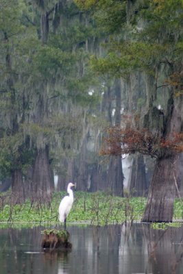 egret 2-Henderson swamp