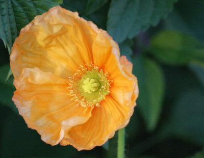 orange flower-New Orleans