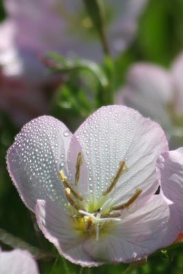pink flower-New Orleans