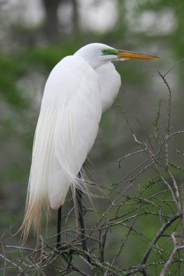 egret 2-Pine Lake-Louisiana