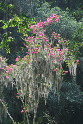 pink flowers-Avery Island