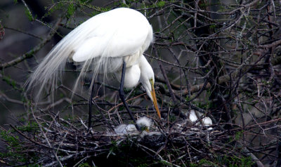egret in nest-Pine Lake