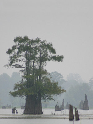 tree-Henderson Swamp