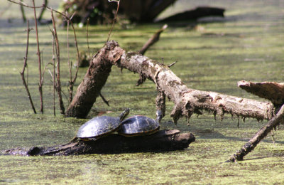 turtles-Bayou Sauvage