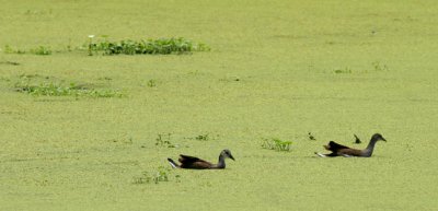 two ducks-Avery Island