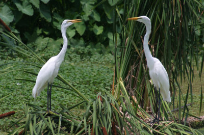 two egrets-Avery Island