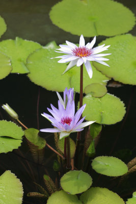 water lillies-New Orleans