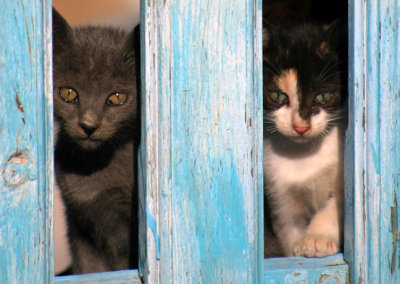 two kittens-Santorini