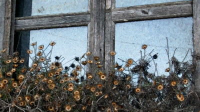 window-weeds-Santorini