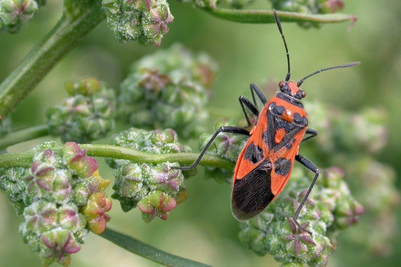 Kaneelwants (Corizus hyoscyami)