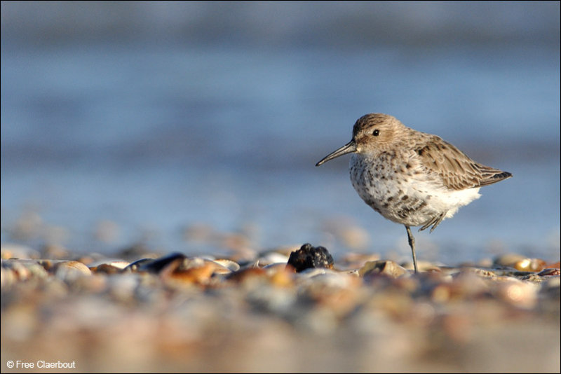 Bonte Strandloper