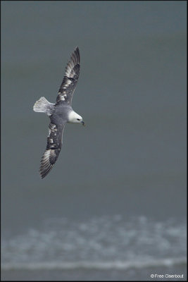 Noordse Stormvogel