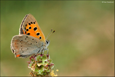 Kleine Vuurvlinder