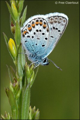 Heideblauwtje 2