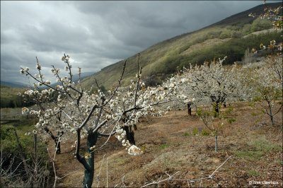 Kersenboomgaard Spanje