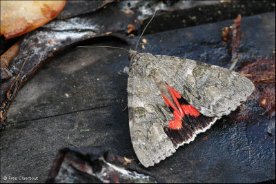 Rood Weeskind