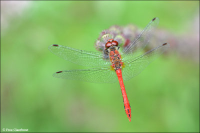 Bloedrode Heidelibel